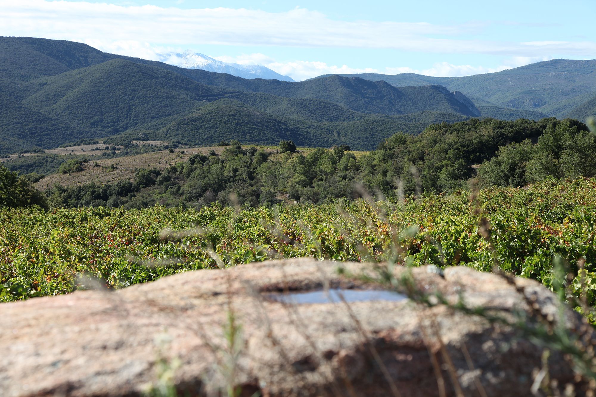 Maison Carrel photo des chais dégustation et assemblage vins