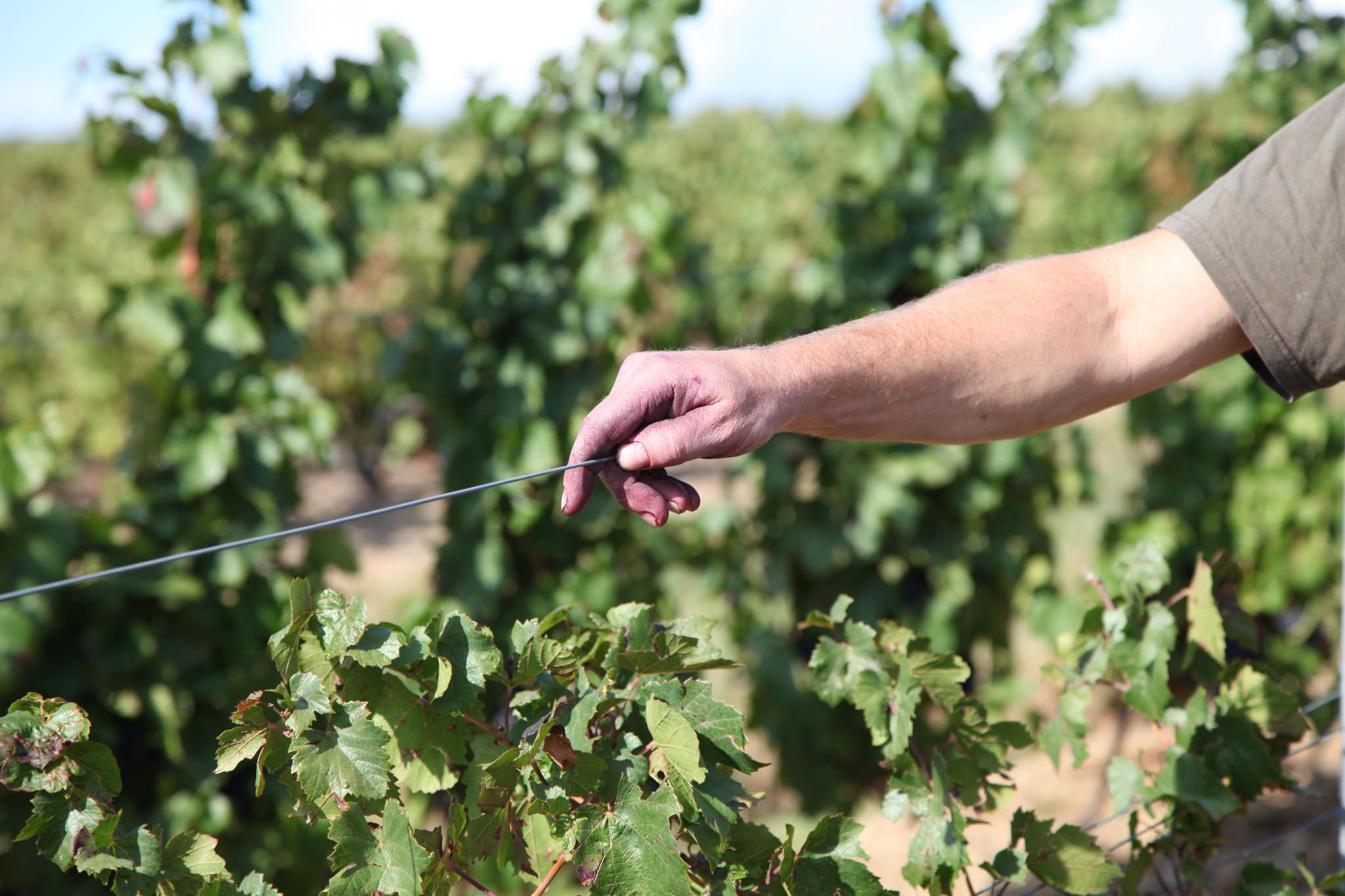 Jeff dans les vignes